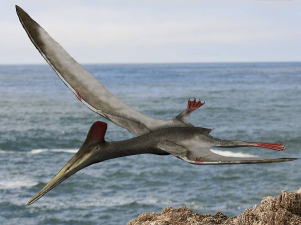 The Pterosaur Renaissance Were Finding More Ancient Flying Reptiles Than Ever Motherboard 