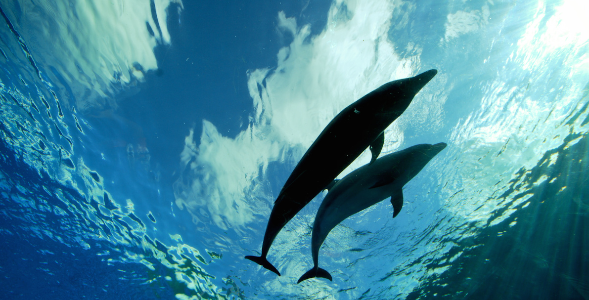 Dolphins Can Detect Magnetic Fields With Their Dolphin Supersenses Motherboard 3577