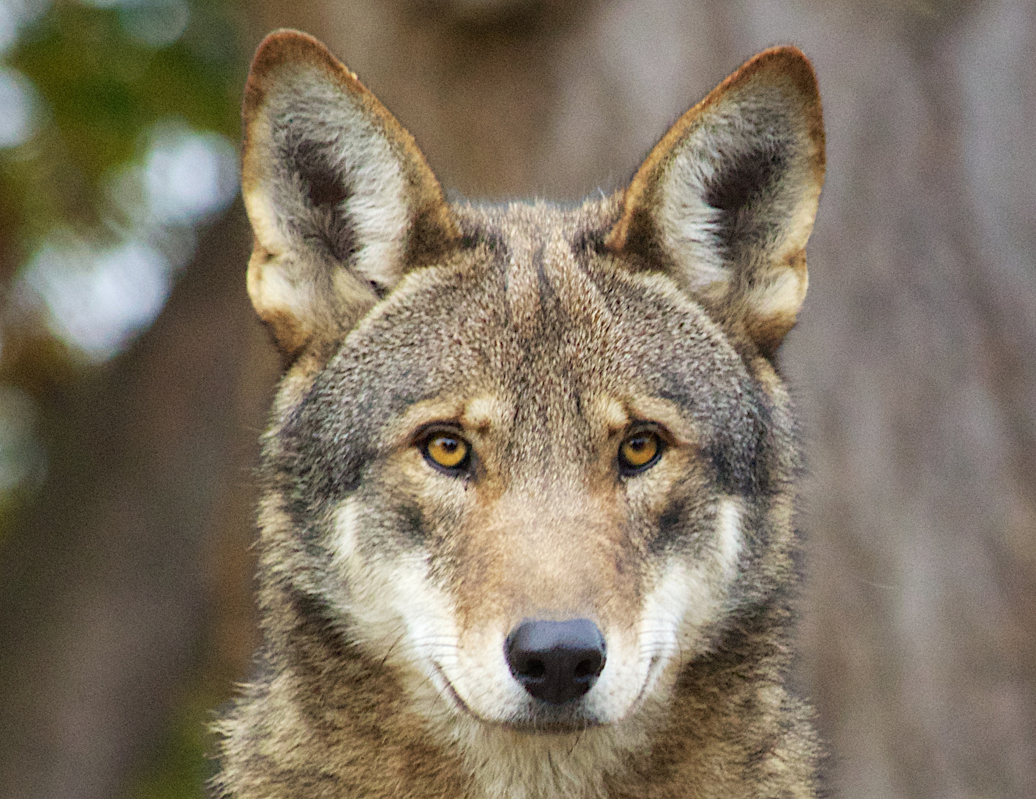 The Red Wolf Is Mostly Coyote Motherboard