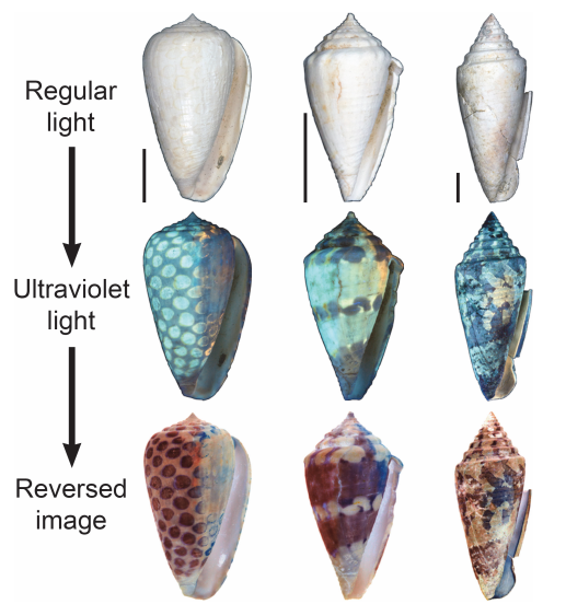 Ultraviolet LED Light to detect fake shells or determine species 