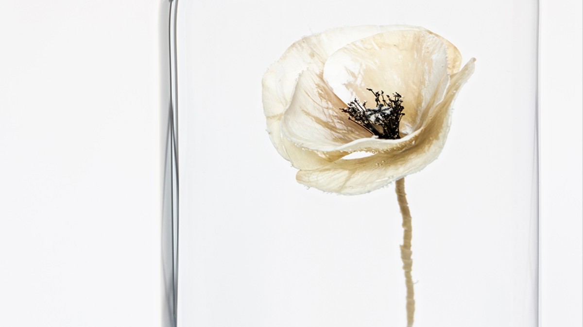 An Artist Crafted Remembrance Day Poppies Out Of Lamb Heart Tissue